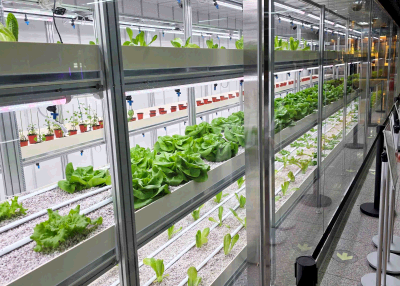 대전교통공사, 대전역 유휴공간에 스마트팜 개장